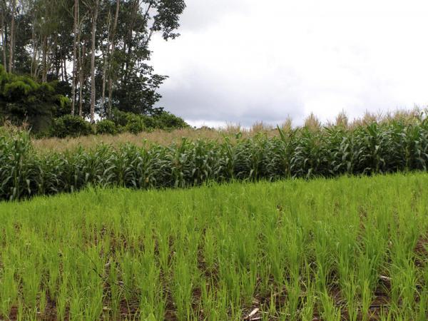 Unité démonstrative de riz et de maïs sur la Transamazonienne, dans le cadre du projet Floagri. © Cirad, P.Sist